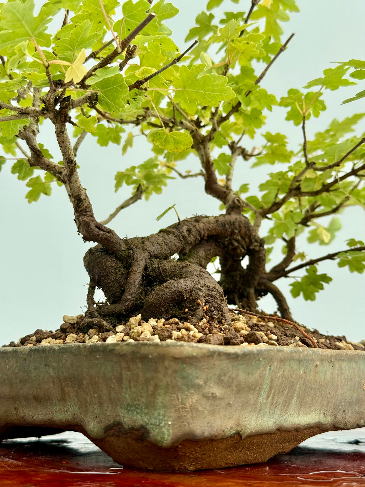Field Maple Bonsai Tree – Mature Raft Style Acer Campestre