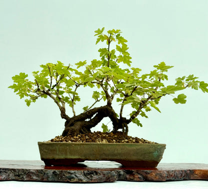 Field Maple Bonsai Tree – Mature Raft Style Acer Campestre