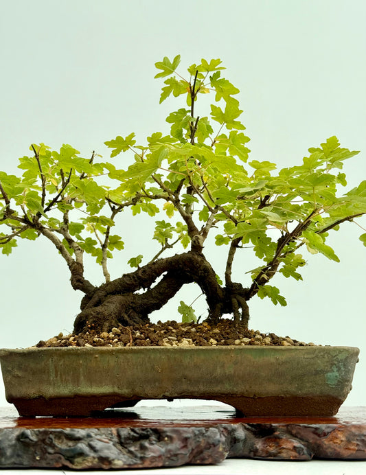 Field Maple Bonsai Tree – Mature Raft Style Acer Campestre