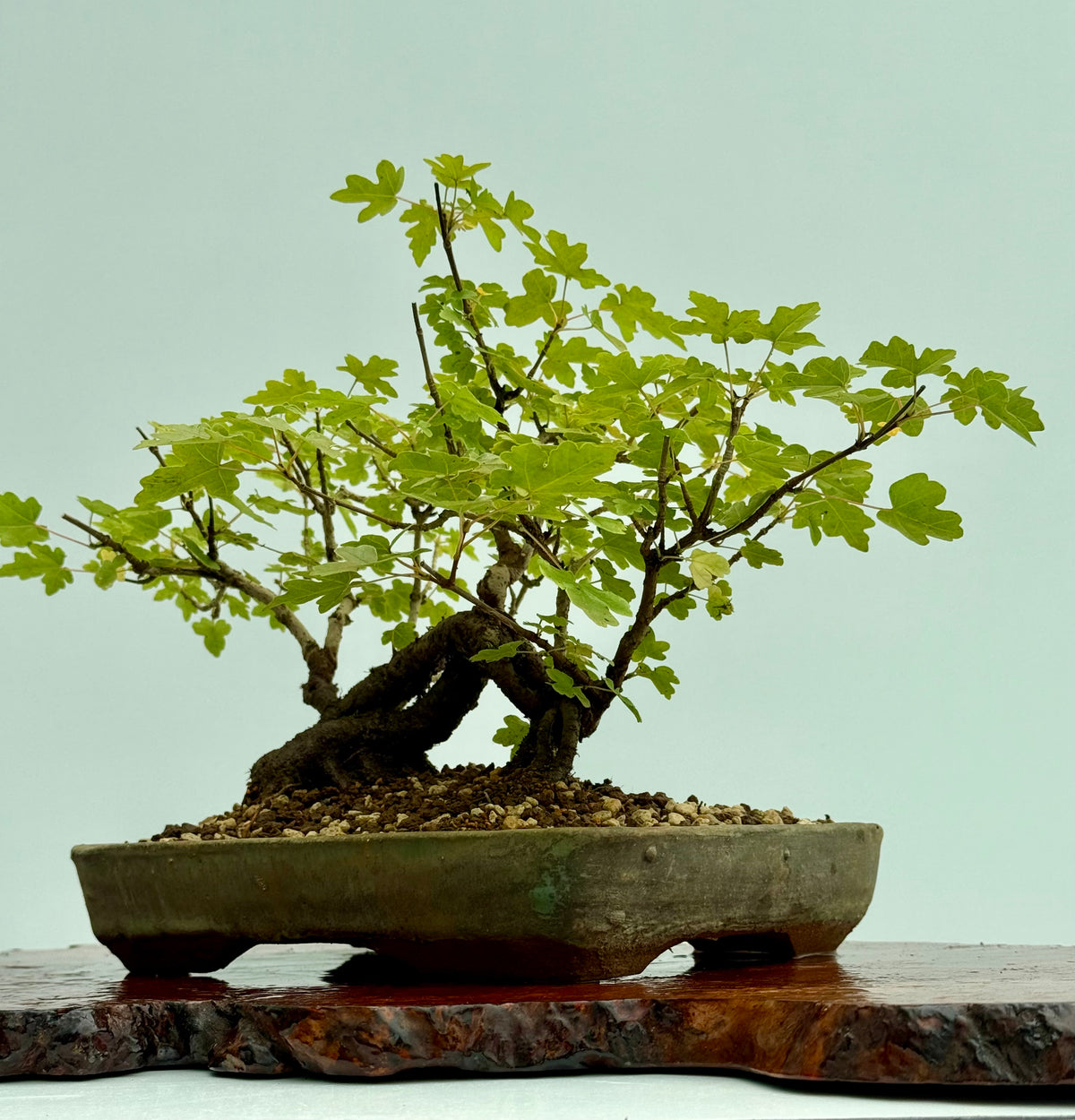 Field Maple Bonsai Tree – Mature Raft Style Acer Campestre