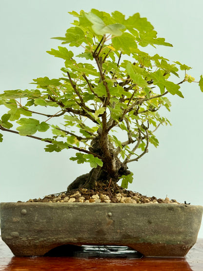 Field Maple Bonsai Tree – Mature Raft Style Acer Campestre