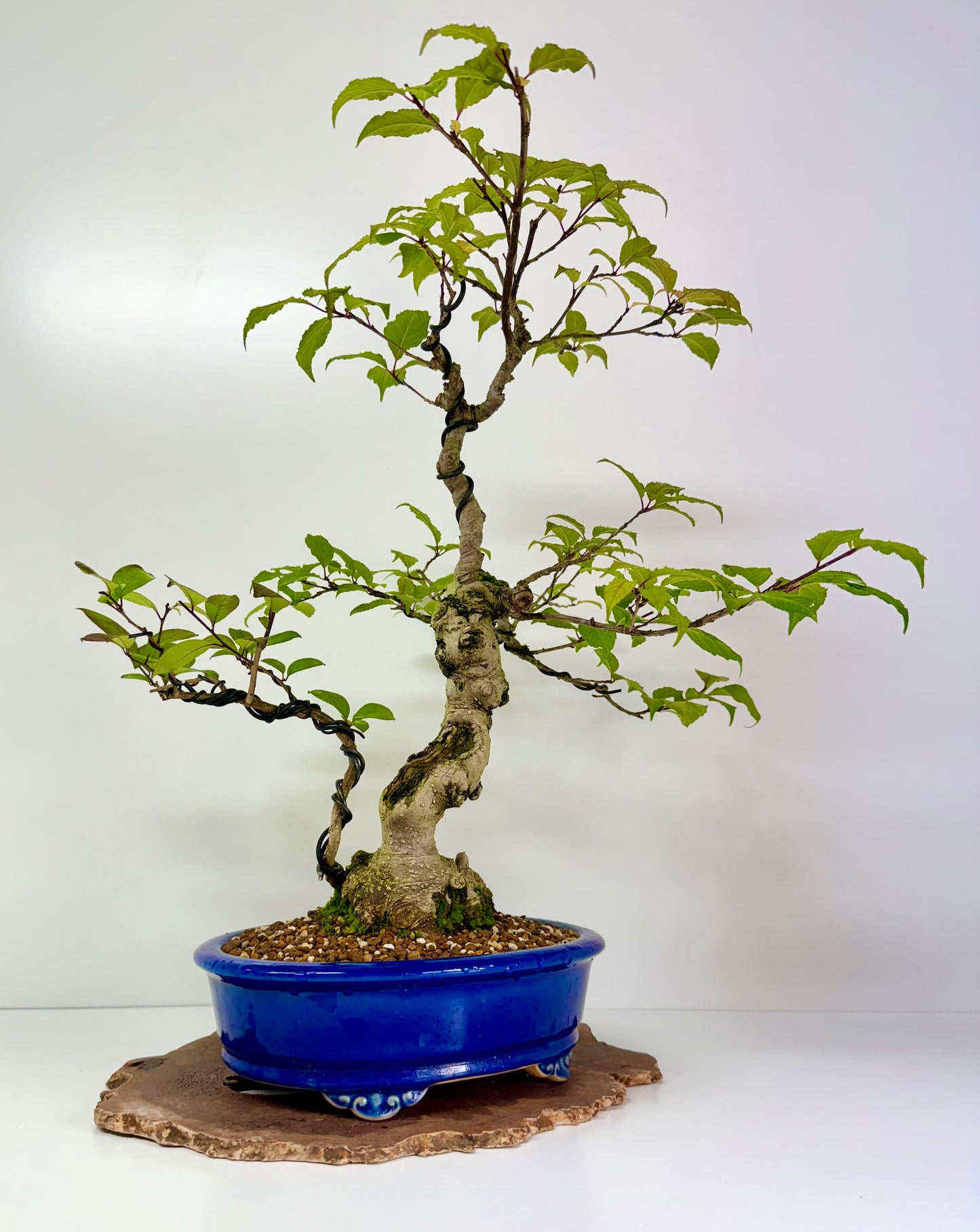 Ilex Serrata