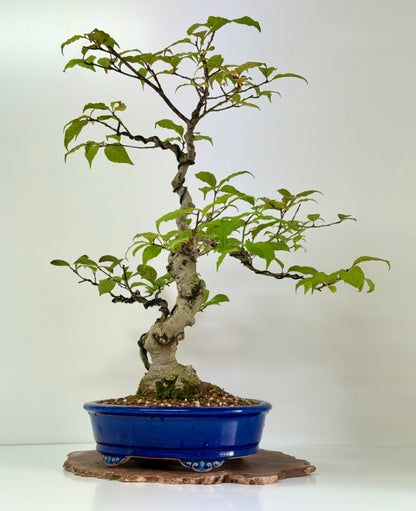 Ilex Serrata