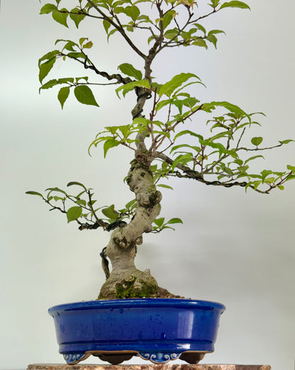 Ilex Serrata