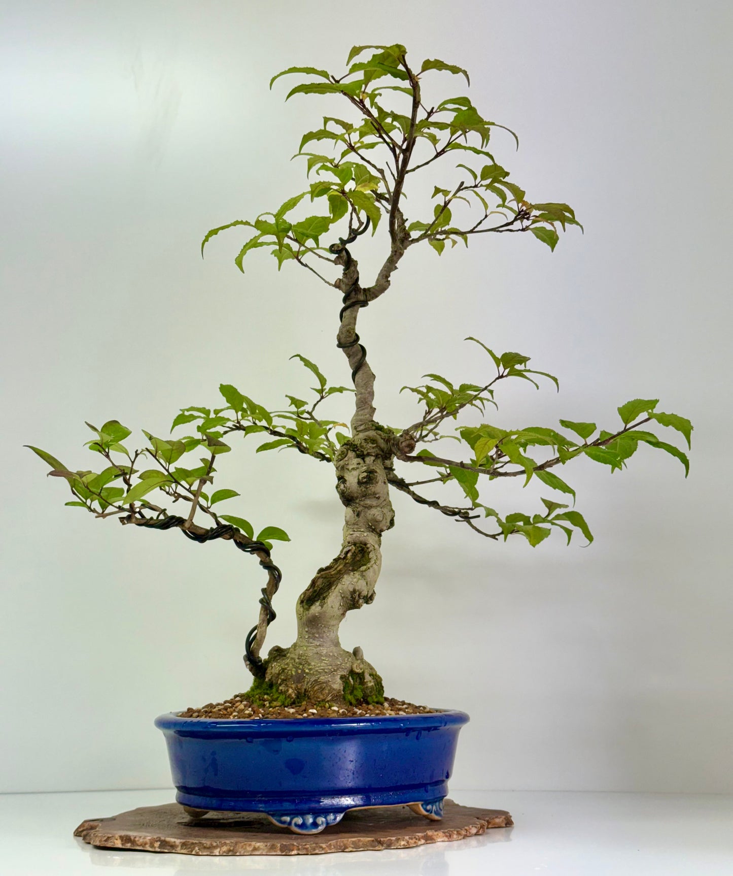 Ilex Serrata