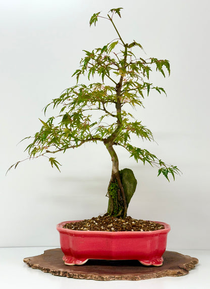 Korihime Maple On Rock