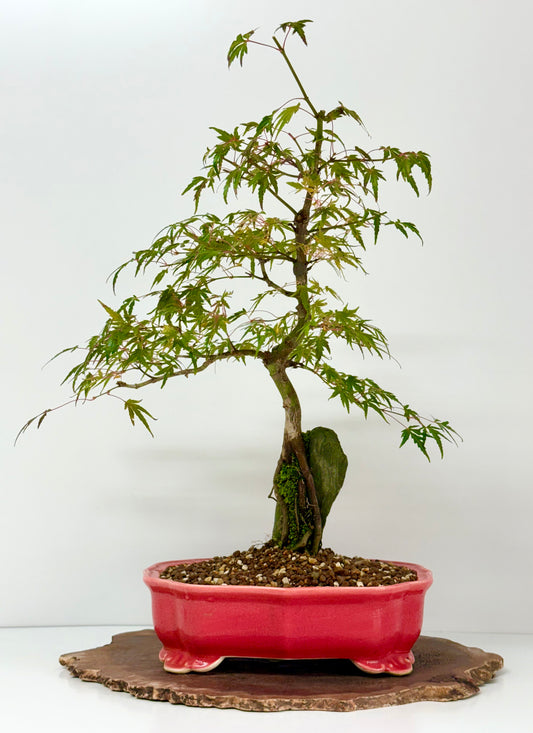 Korihime Maple On Rock (Copy)