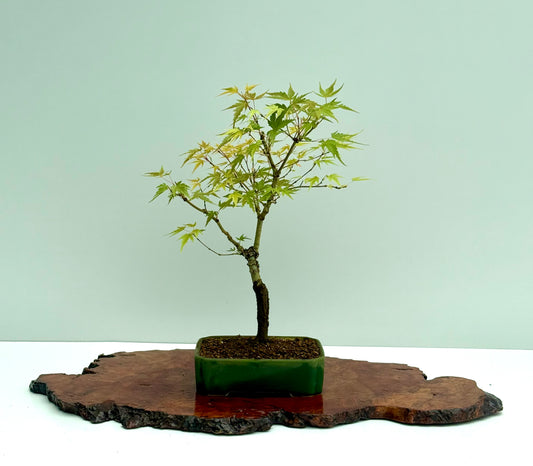 Arakawa Maple Bonsai Tree