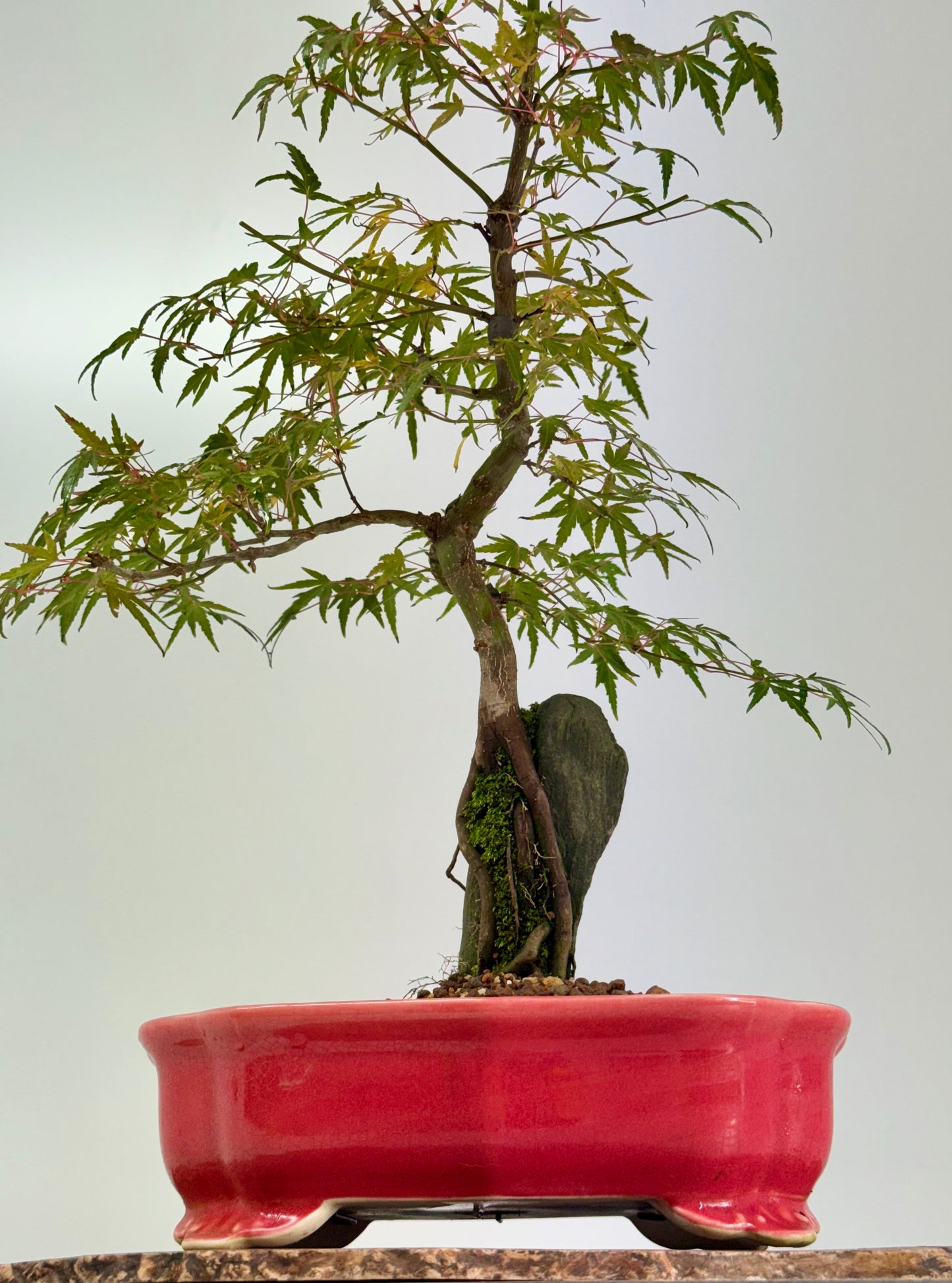 Korihime Maple On Rock