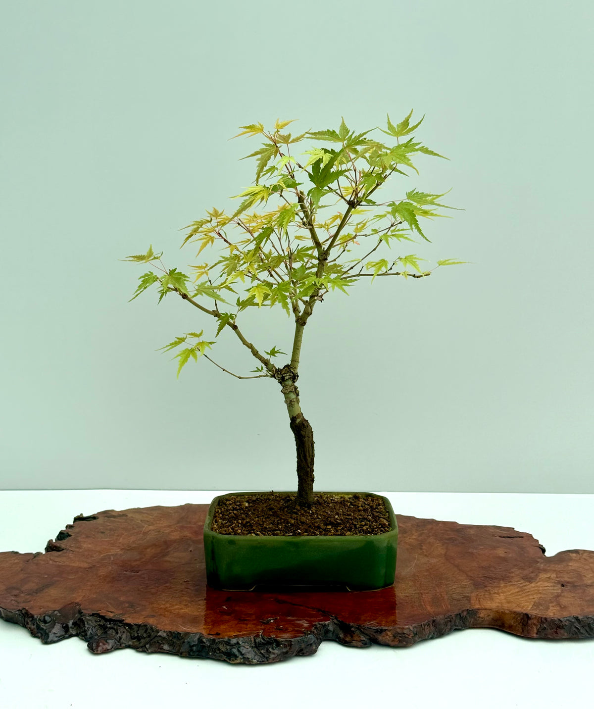 Arakawa Maple Bonsai Tree