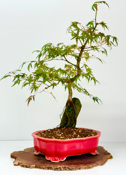 Korihime Maple On Rock