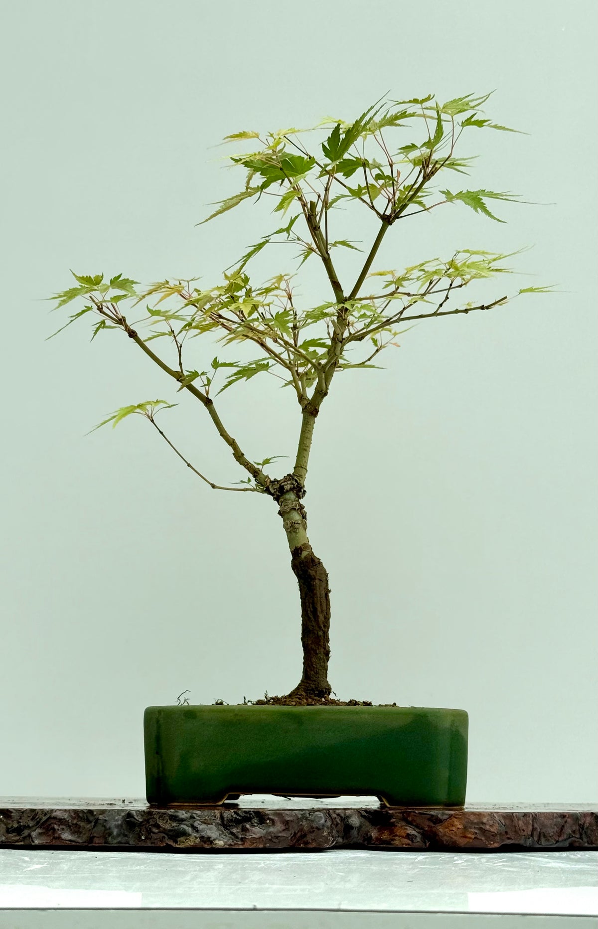Arakawa Maple Bonsai Tree