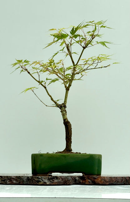 Arakawa Maple Bonsai Tree