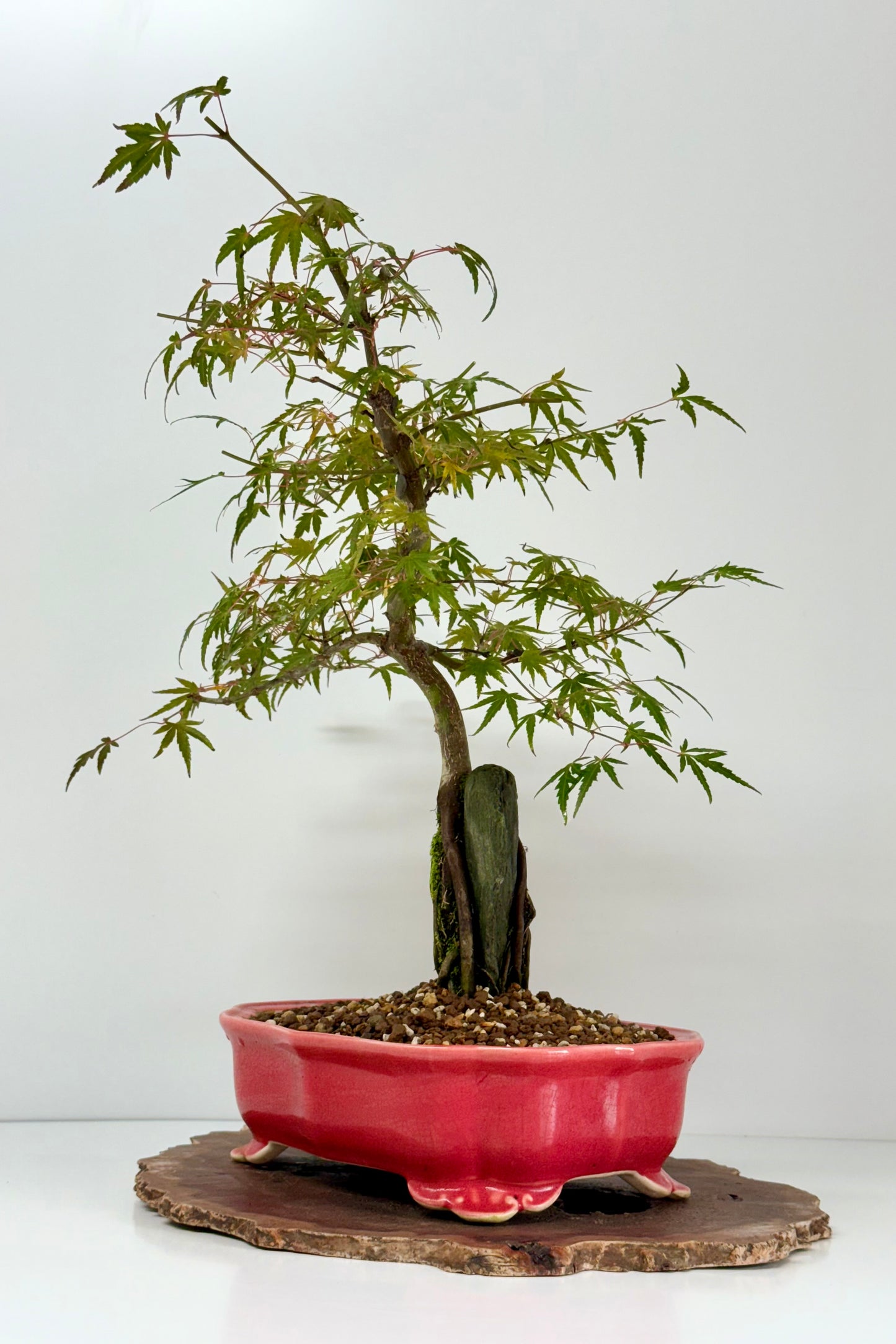 Korihime Maple On Rock