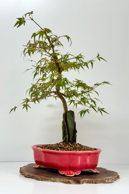 Korihime Maple On Rock