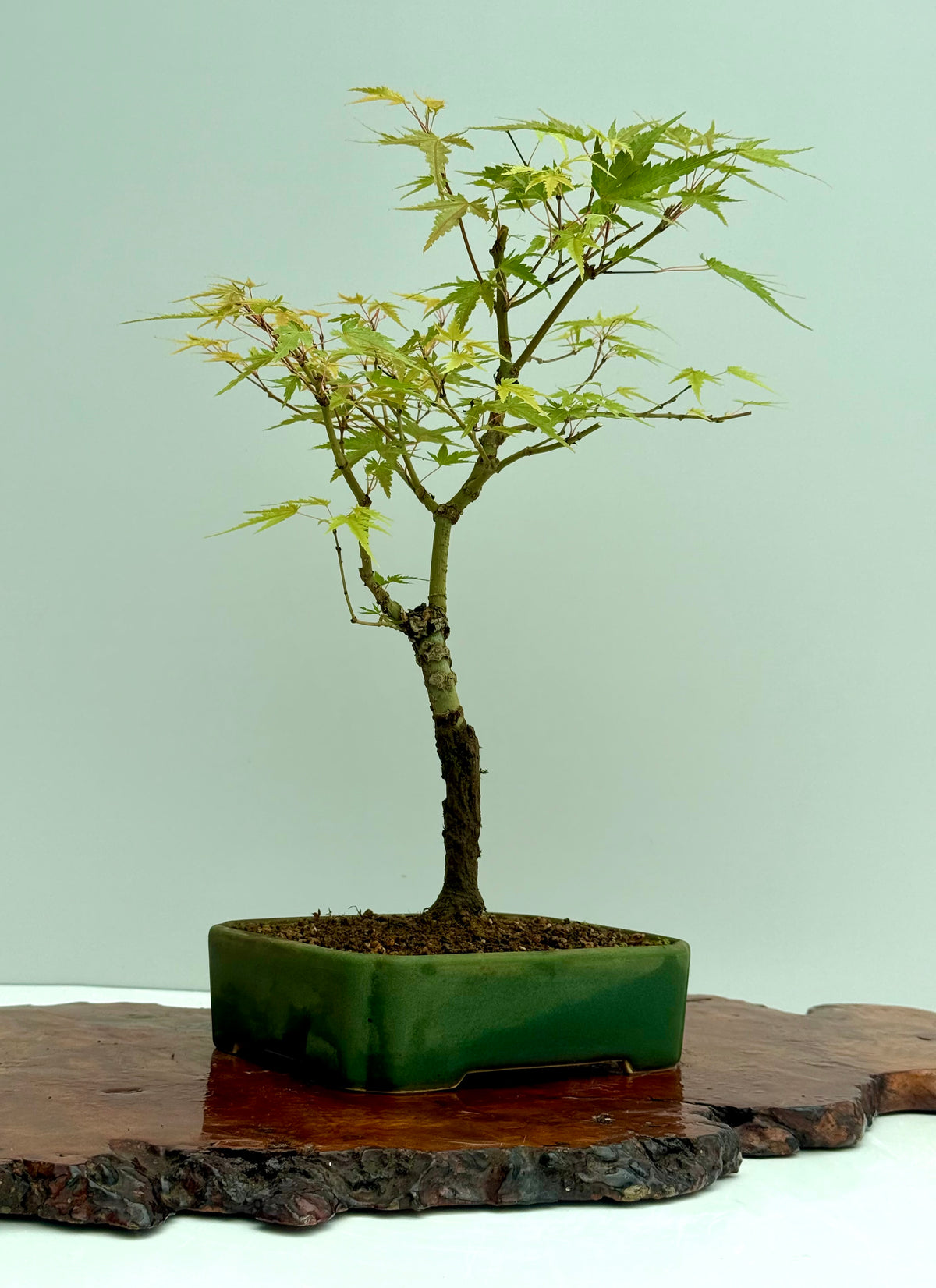 Arakawa Maple Bonsai Tree