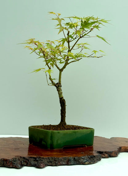 Arakawa Maple Bonsai Tree