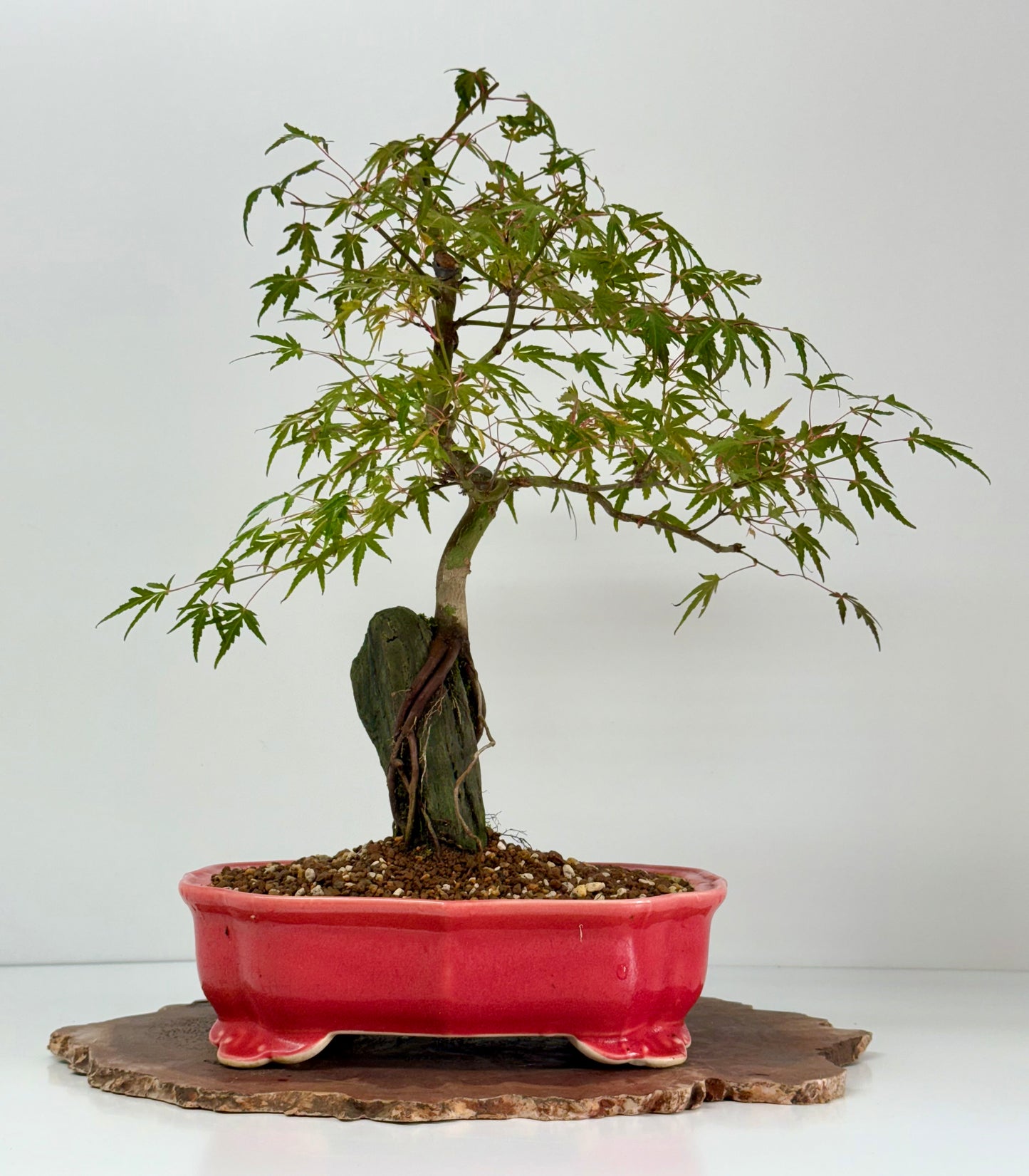 Korihime Maple On Rock