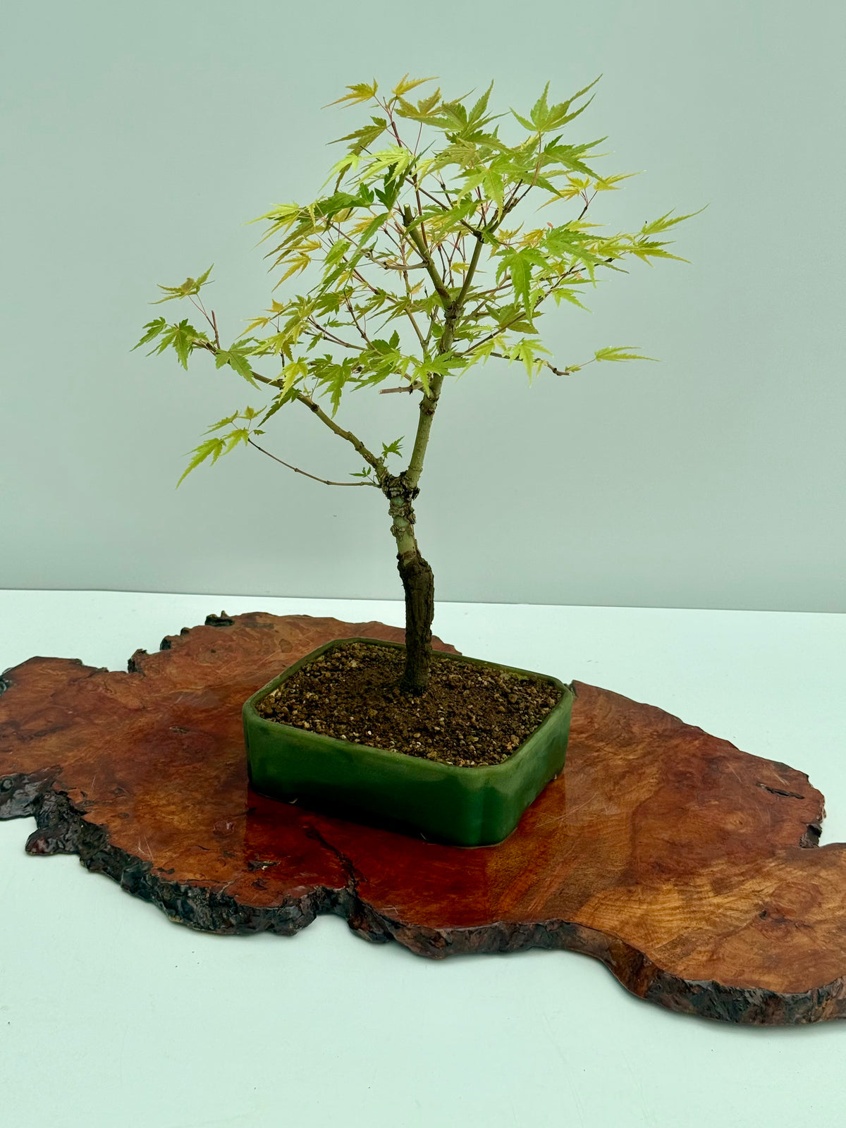 Arakawa Maple Bonsai Tree