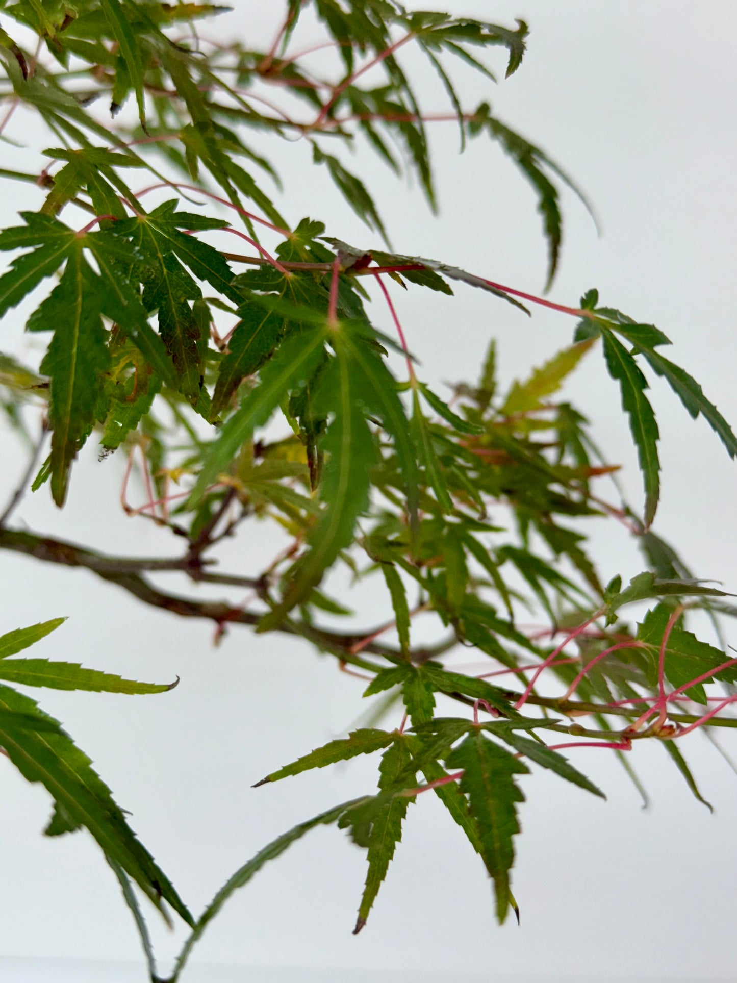 Korihime Maple On Rock