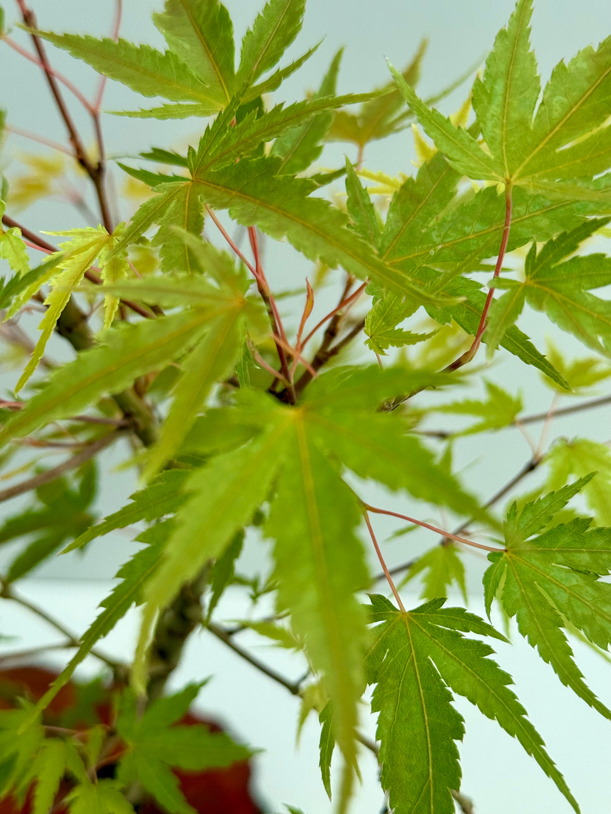 Arakawa Maple Bonsai Tree