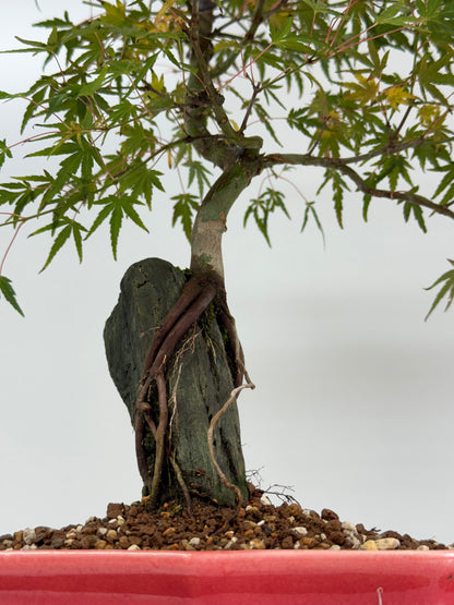 Korihime Maple On Rock