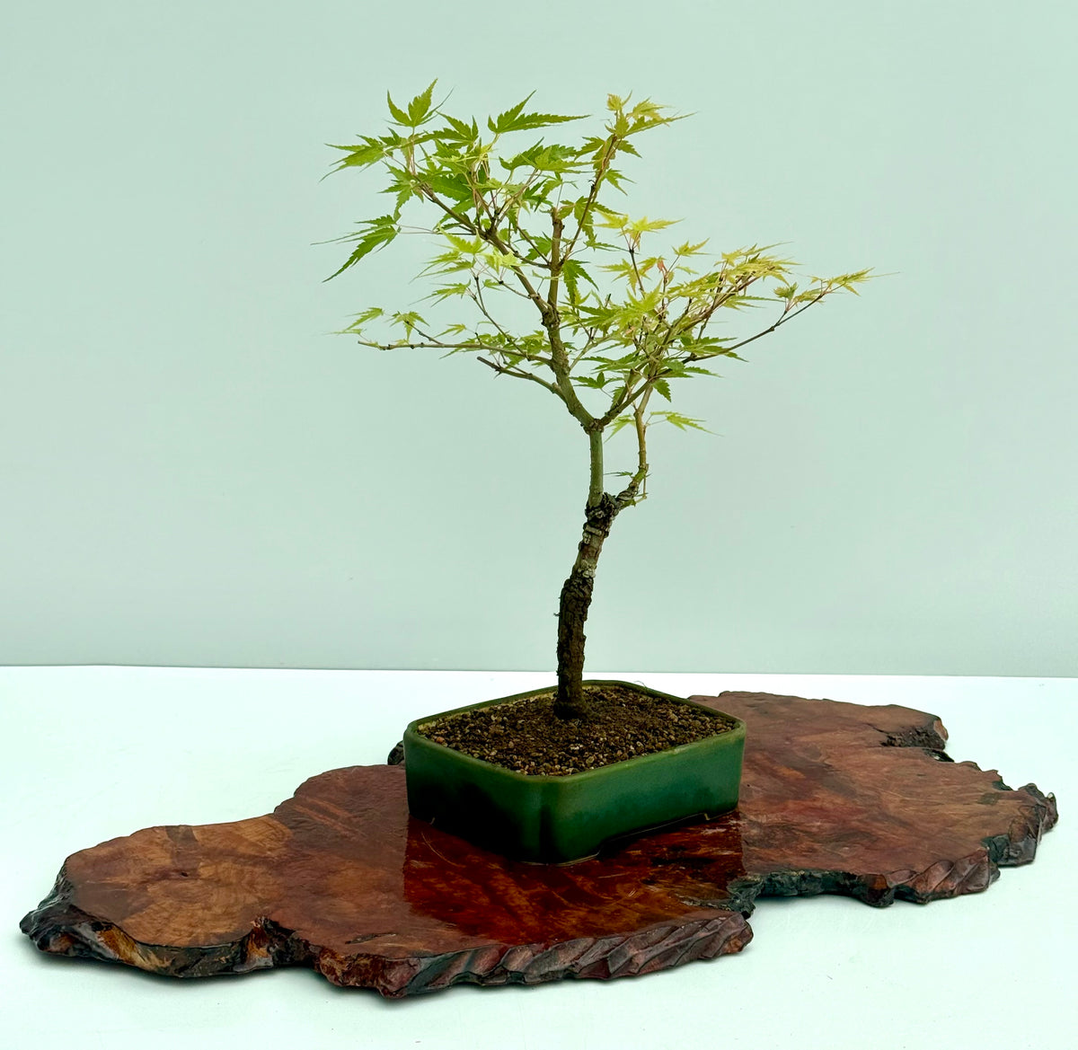 Arakawa Maple Bonsai Tree
