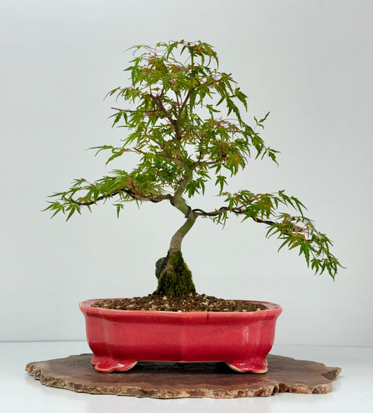 Korihime Maple On Rock