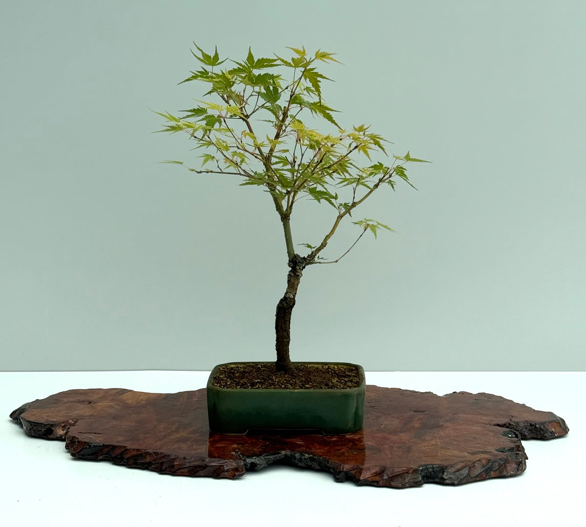 Arakawa Maple Bonsai Tree