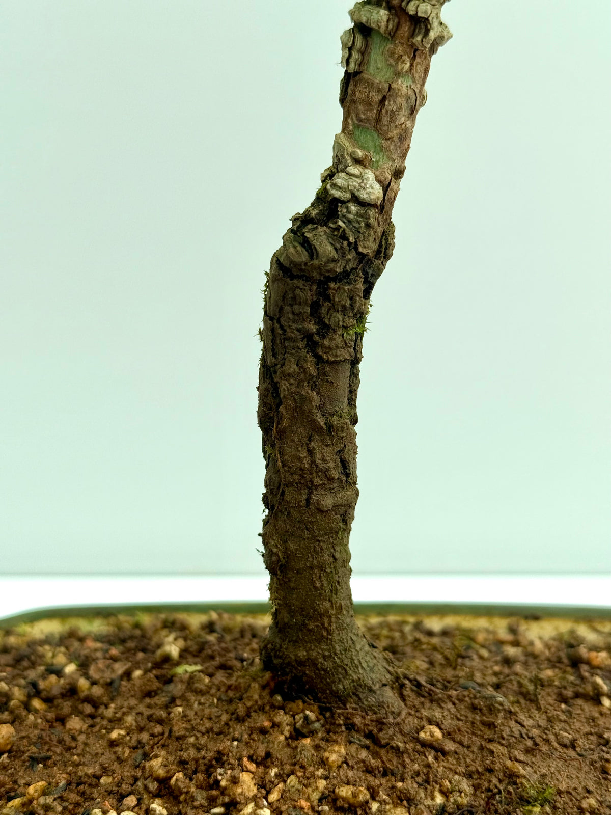 Arakawa Maple Bonsai Tree