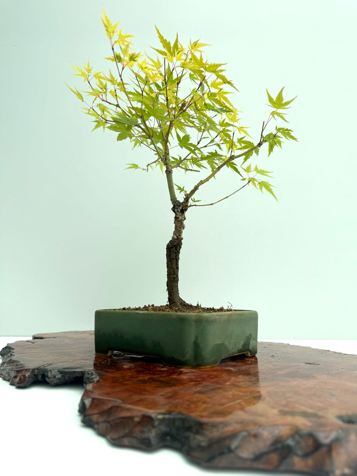 Arakawa Maple Bonsai Tree