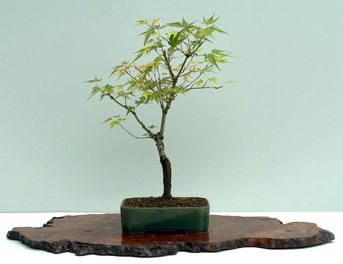 Arakawa Maple Bonsai Tree