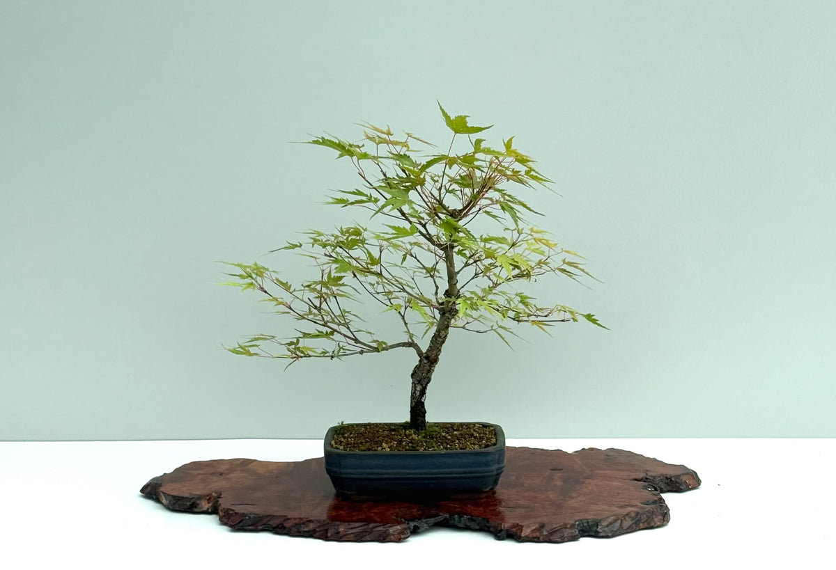 Arakawa Maple Bonsai Tree