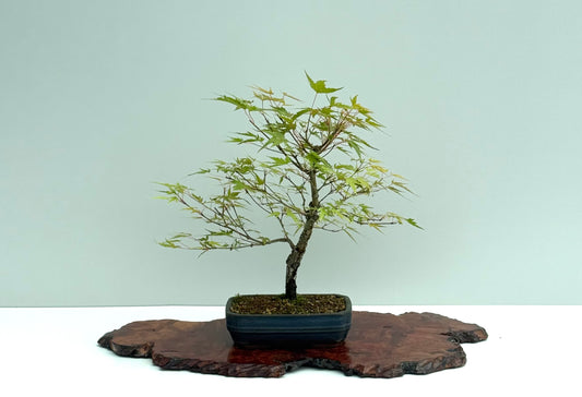 Arakawa Maple Bonsai Tree