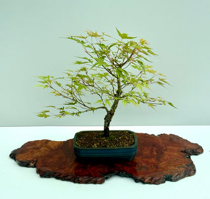 Arakawa Maple Bonsai Tree