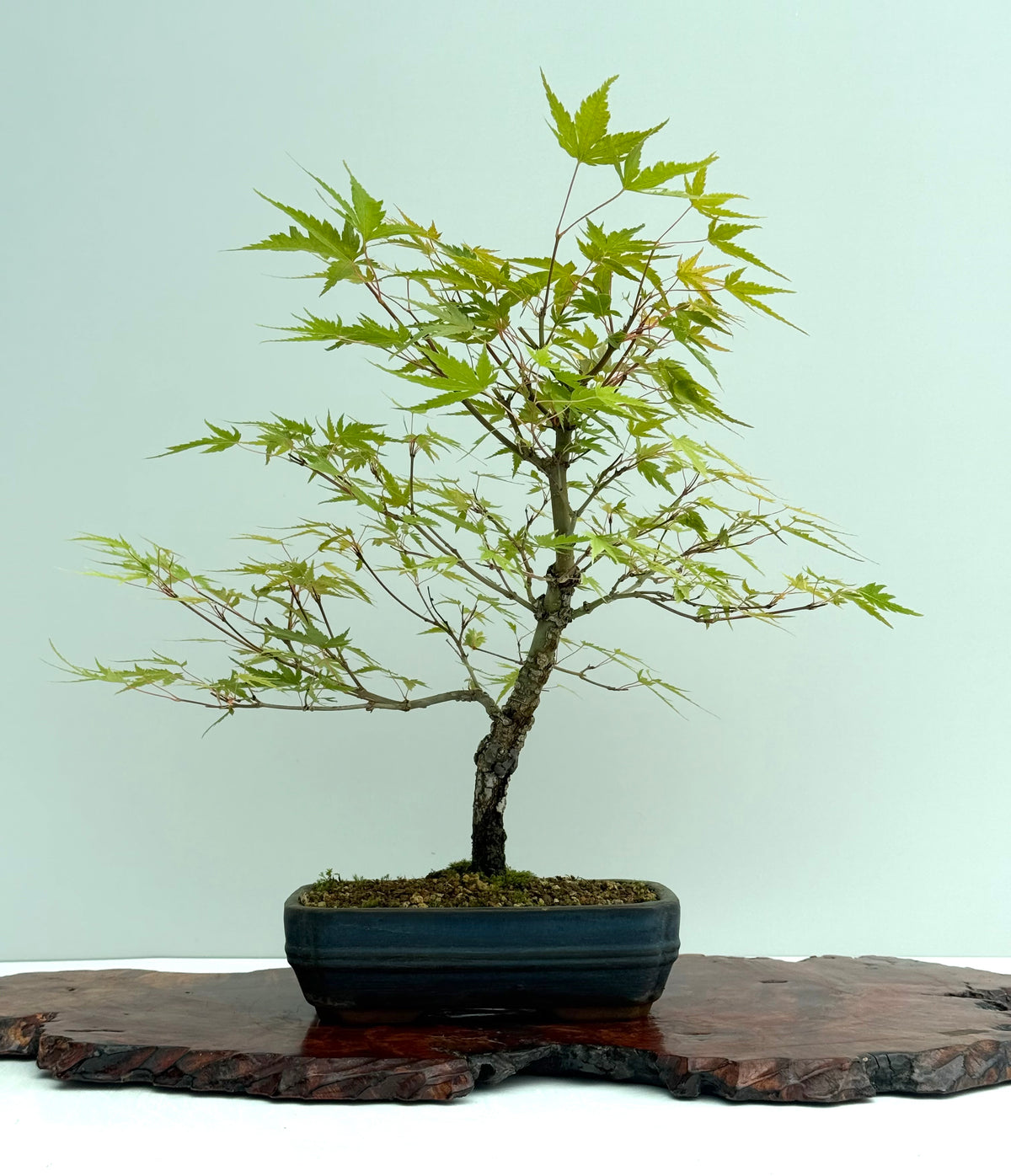 Arakawa Maple Bonsai Tree