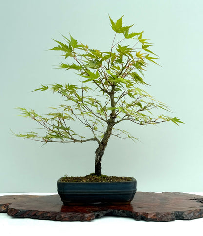 Arakawa Maple Bonsai Tree