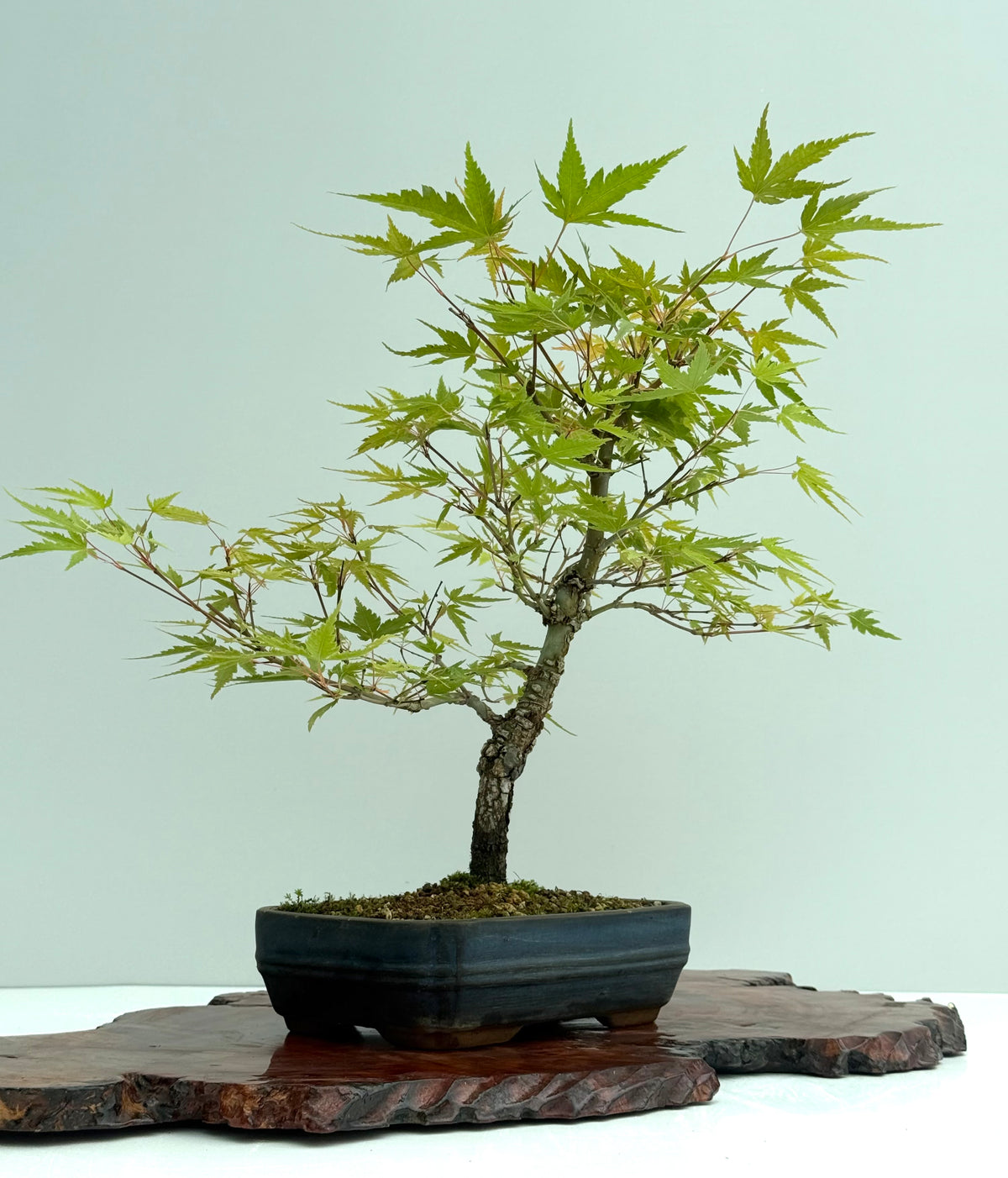 Arakawa Maple Bonsai Tree