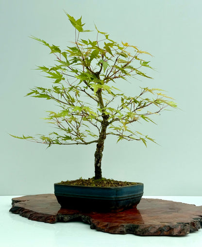 Arakawa Maple Bonsai Tree