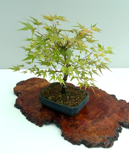 Arakawa Maple Bonsai Tree