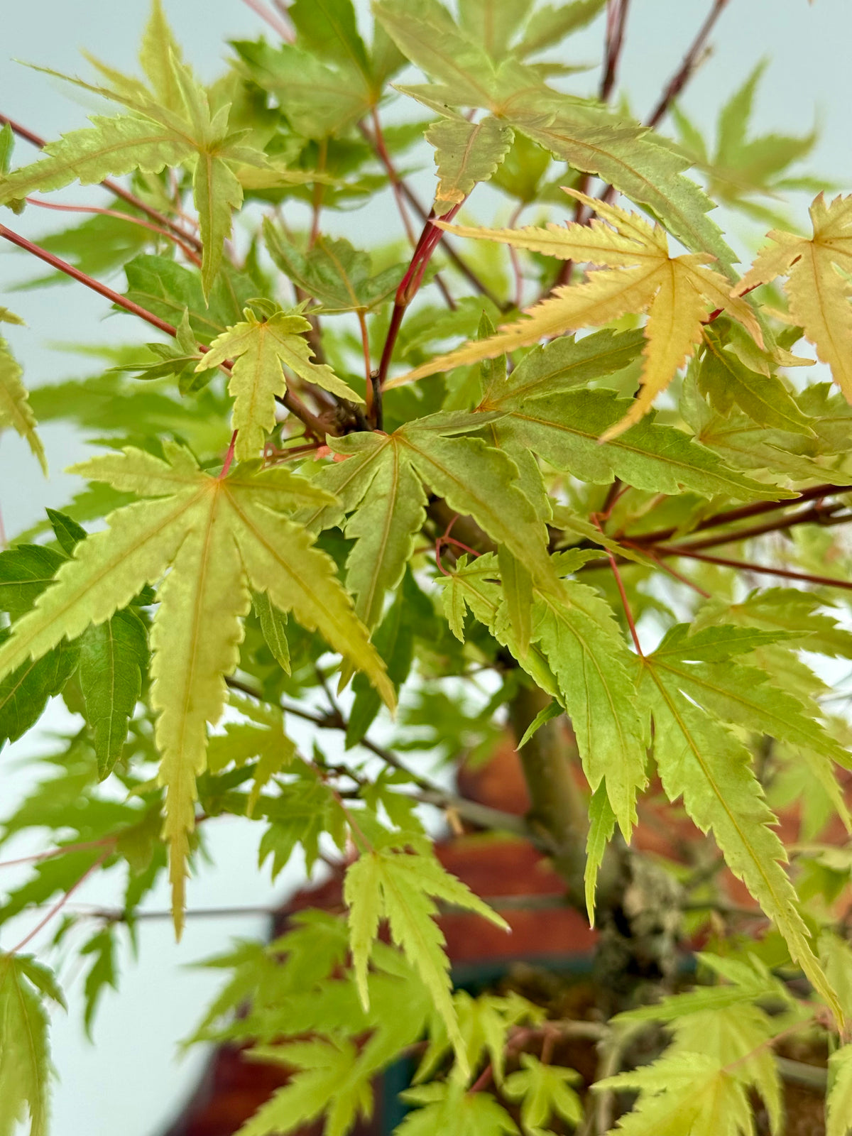 Arakawa Maple Bonsai Tree