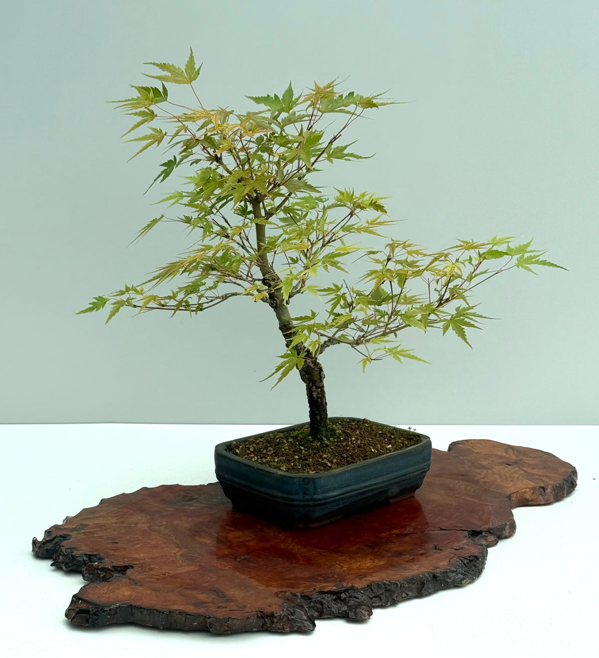 Arakawa Maple Bonsai Tree