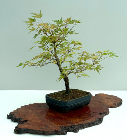 Arakawa Maple Bonsai Tree