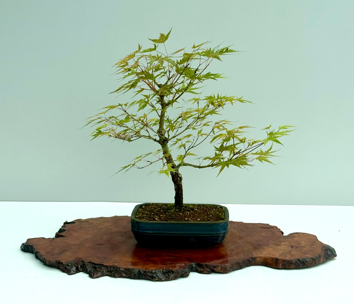 Arakawa Maple Bonsai Tree