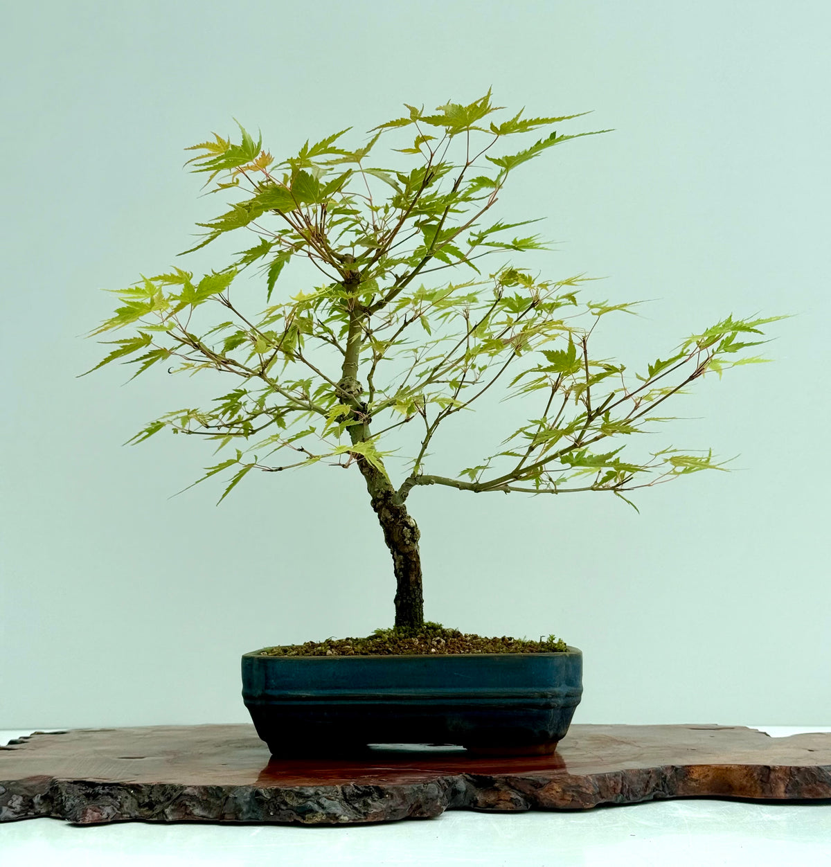 Arakawa Maple Bonsai Tree