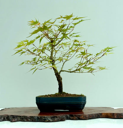 Arakawa Maple Bonsai Tree