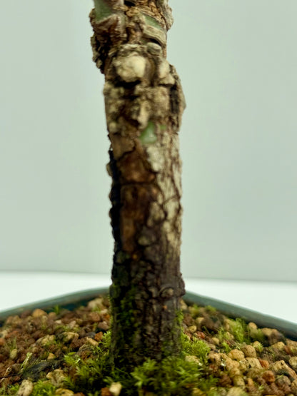 Arakawa Maple Bonsai Tree