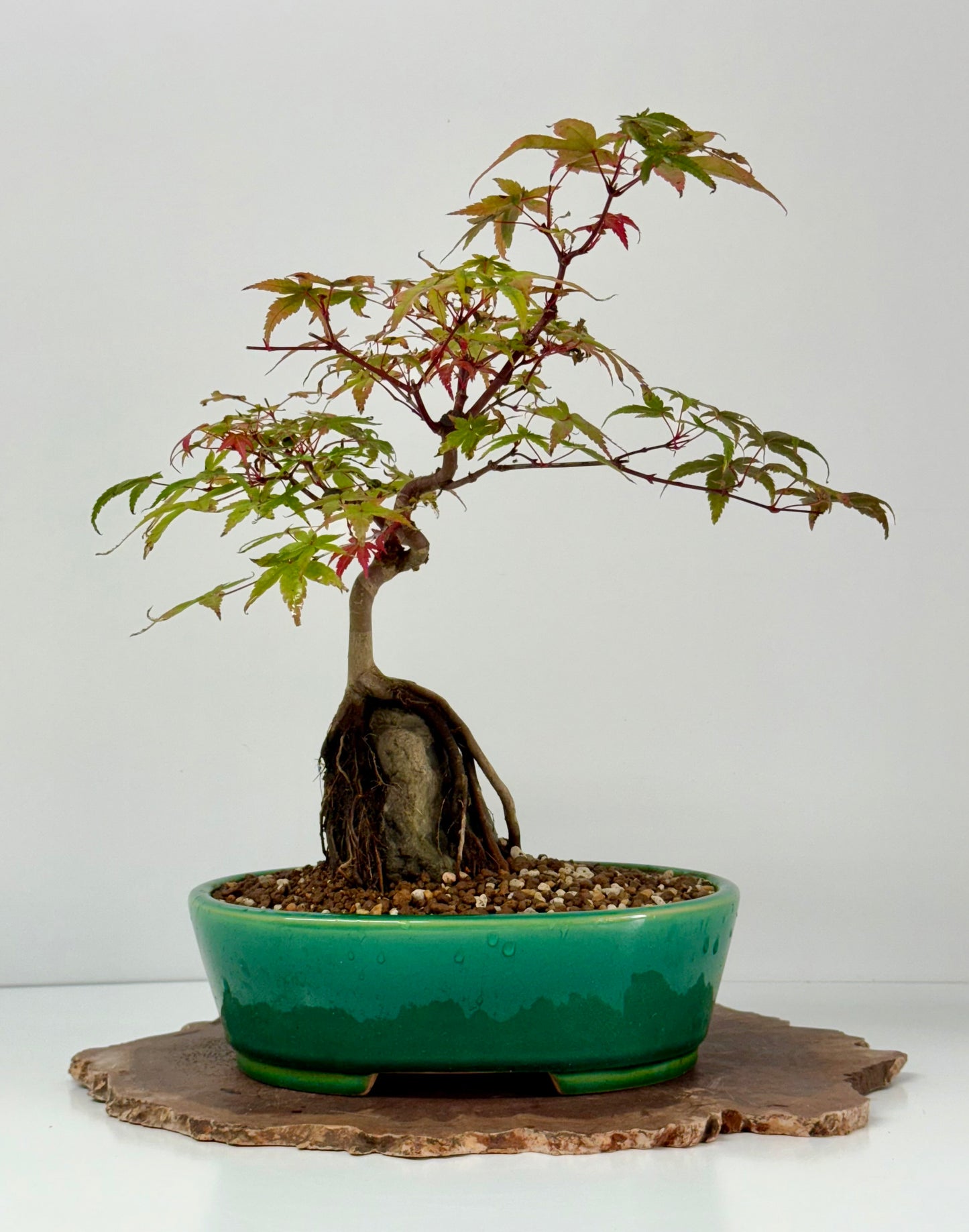 Deshojo Maple on Rock