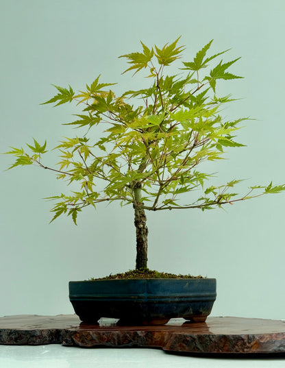 Arakawa Maple Bonsai Tree