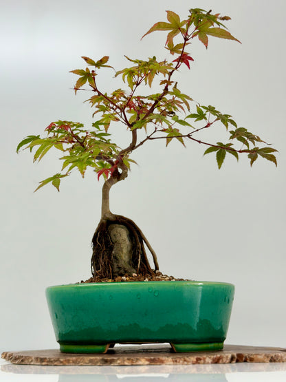 Deshojo Maple on Rock